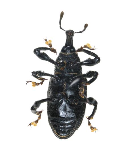 Aclees taiwanensis